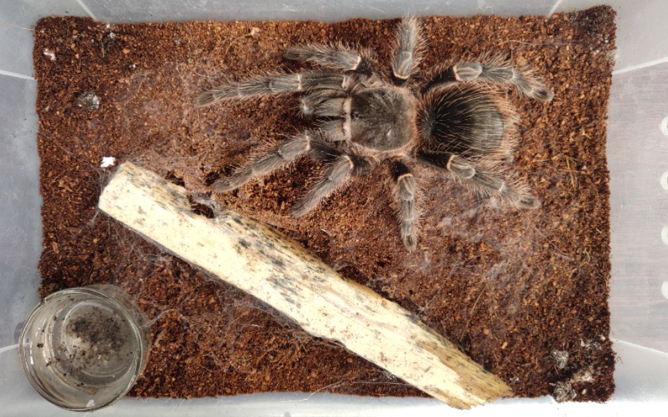 所罗门捕鸟蛛超级大个性价比超高大蜘蛛开箱