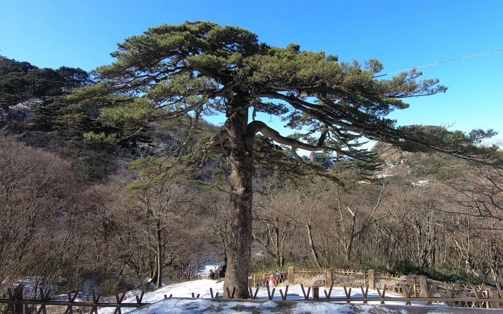 黄山黑虎松,黄山十大名松之一!