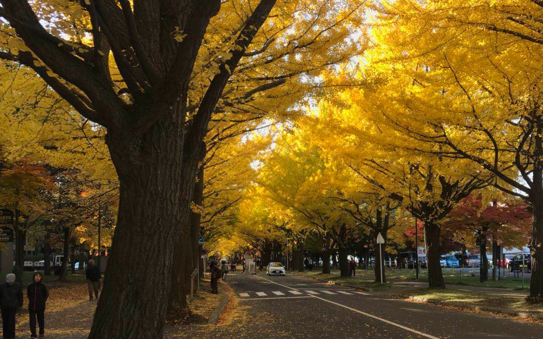 北海道大学银杏大道图片