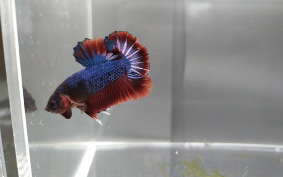 【泰国斗鱼】搏击将军对打