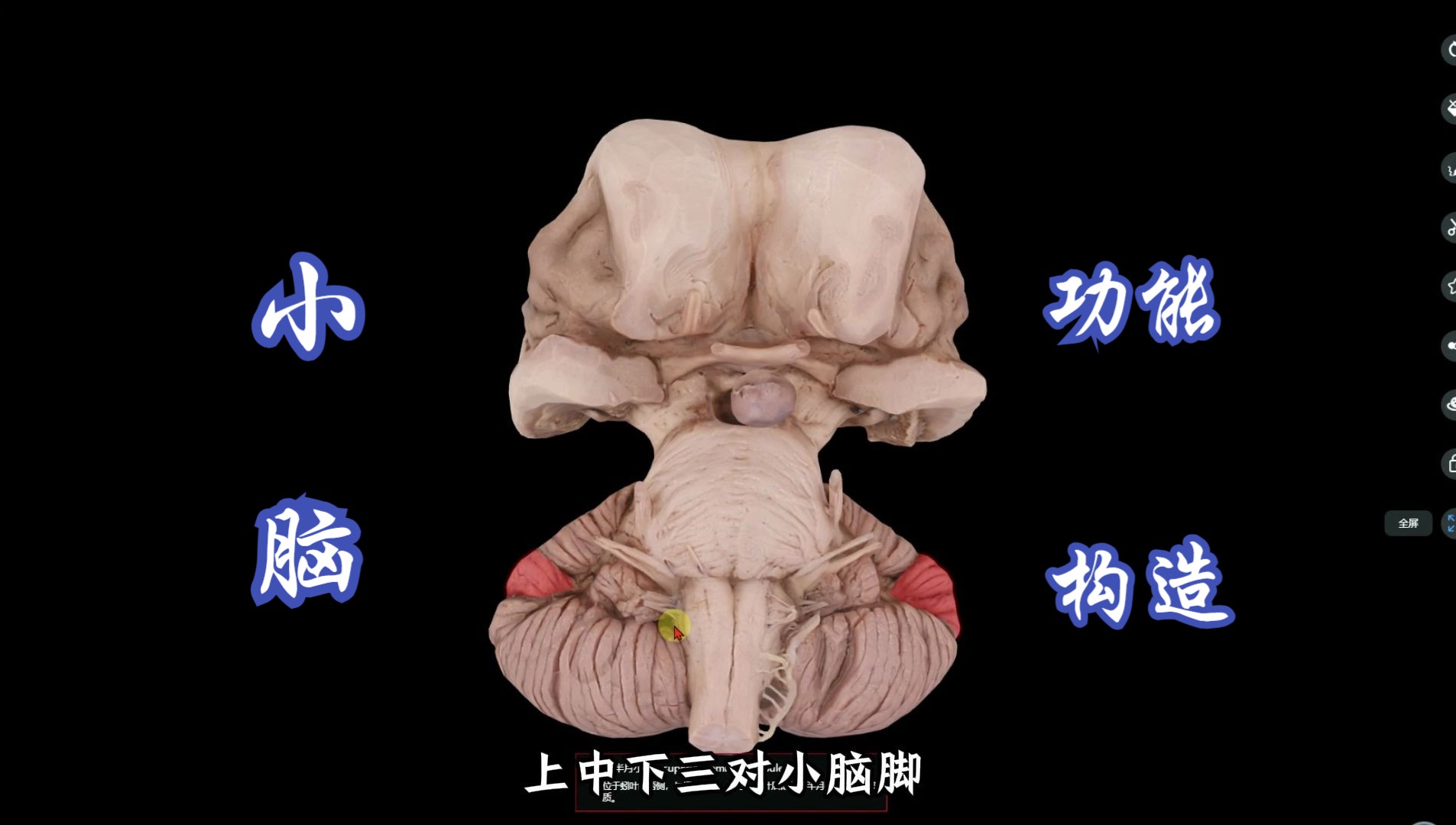 小脑功能与构造哔哩哔哩bilibili