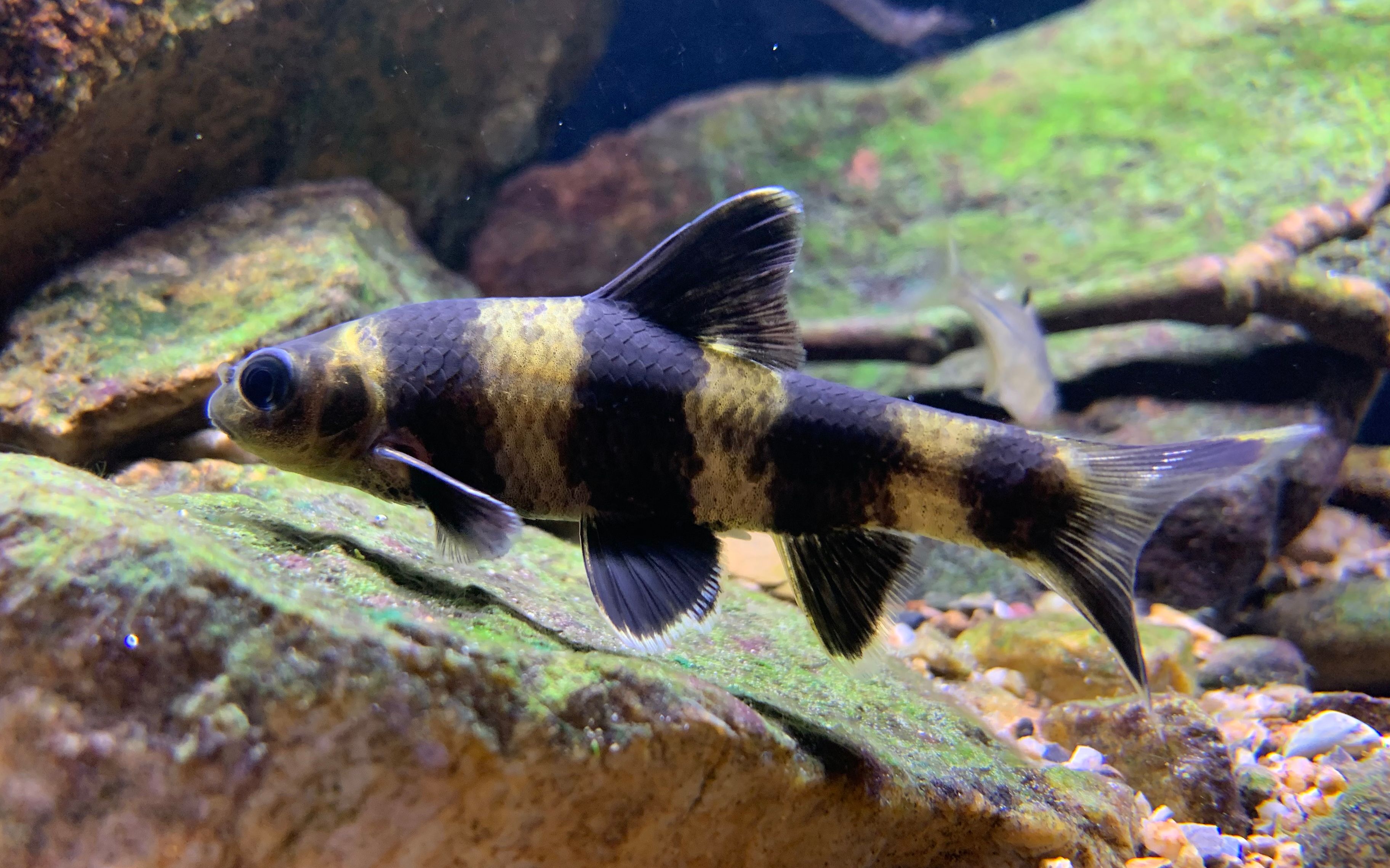 【原生鱼】为了养华鰁 我又开了个新缸_哔哩哔哩 (゜-゜)つロ 干杯