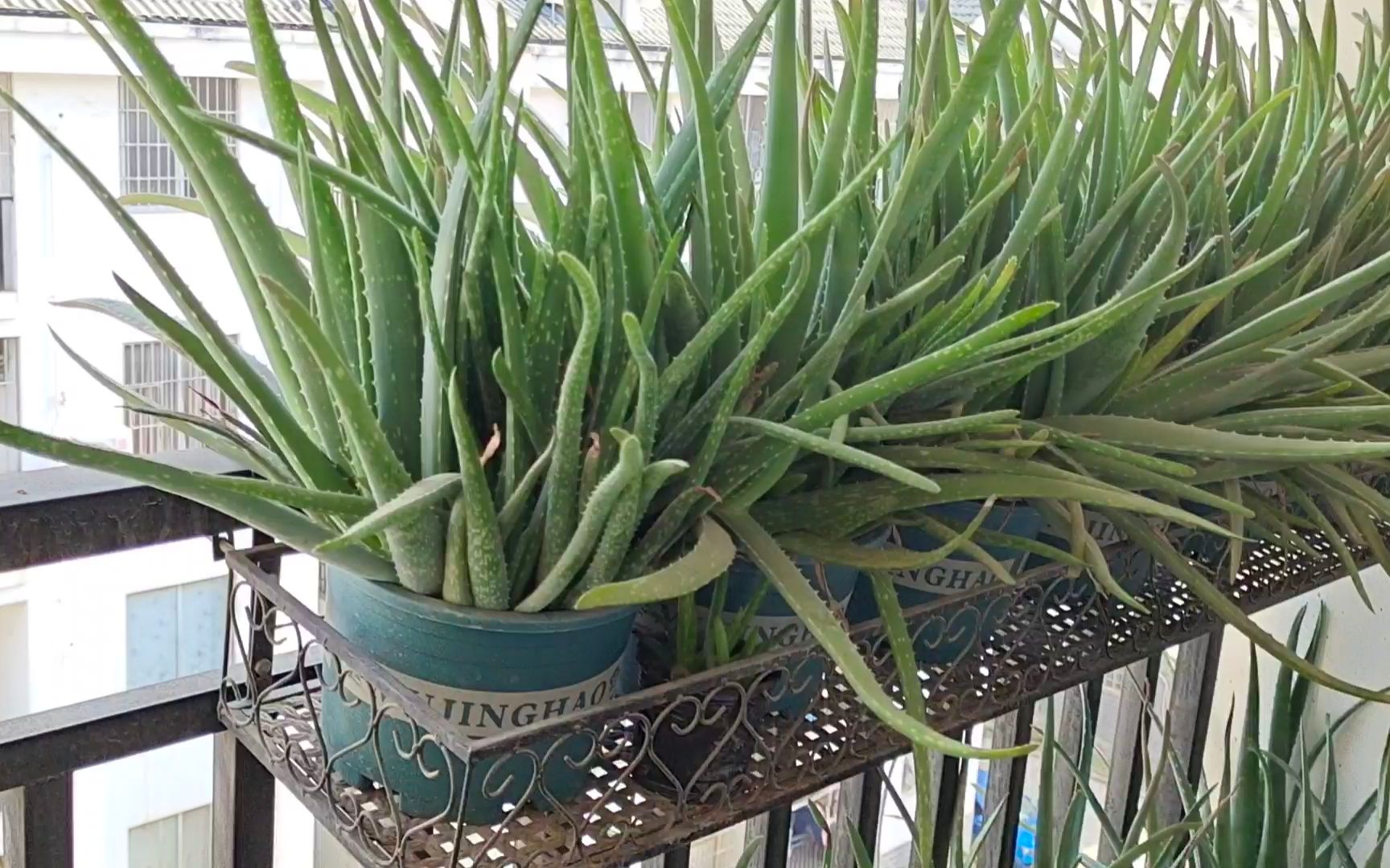 库拉索芦荟是一种生长在热带地区的多年生草本植物,具有多种功效,被