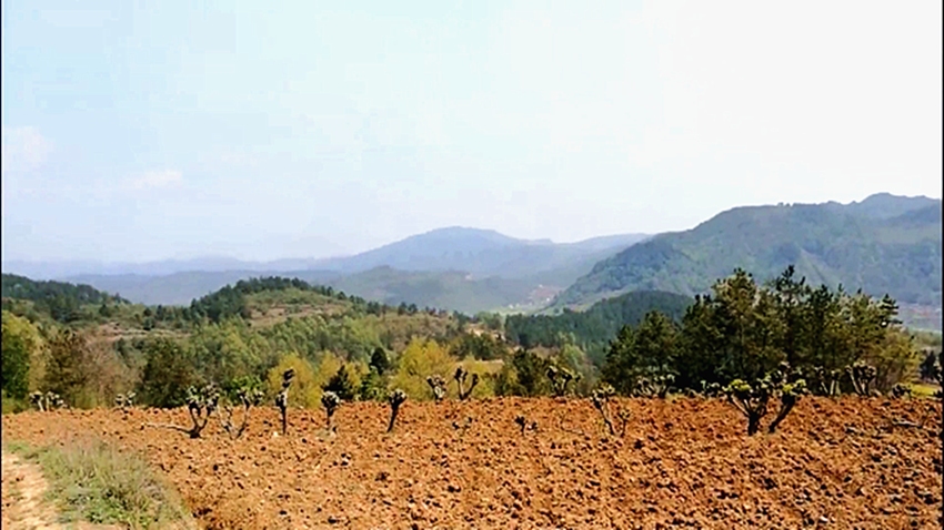 学成归来深山觅龙形,飞鸟捕食现真身,带您认识赤蛇绕印