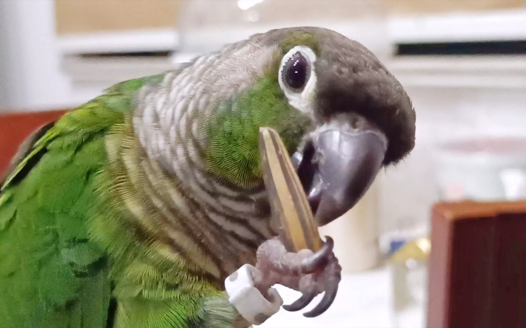 沉浸式看鹦鹉吃瓜子,小脚抓住瓜子,比手还灵活