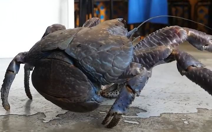 海鲜美食-巨型椰子蟹