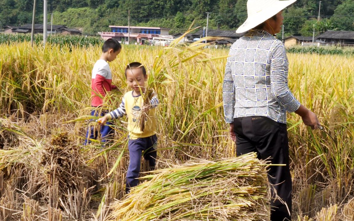 农村的国庆节,一家老小到田里割稻谷,8岁小孩也割的有模有样哔哩哔哩bilibili