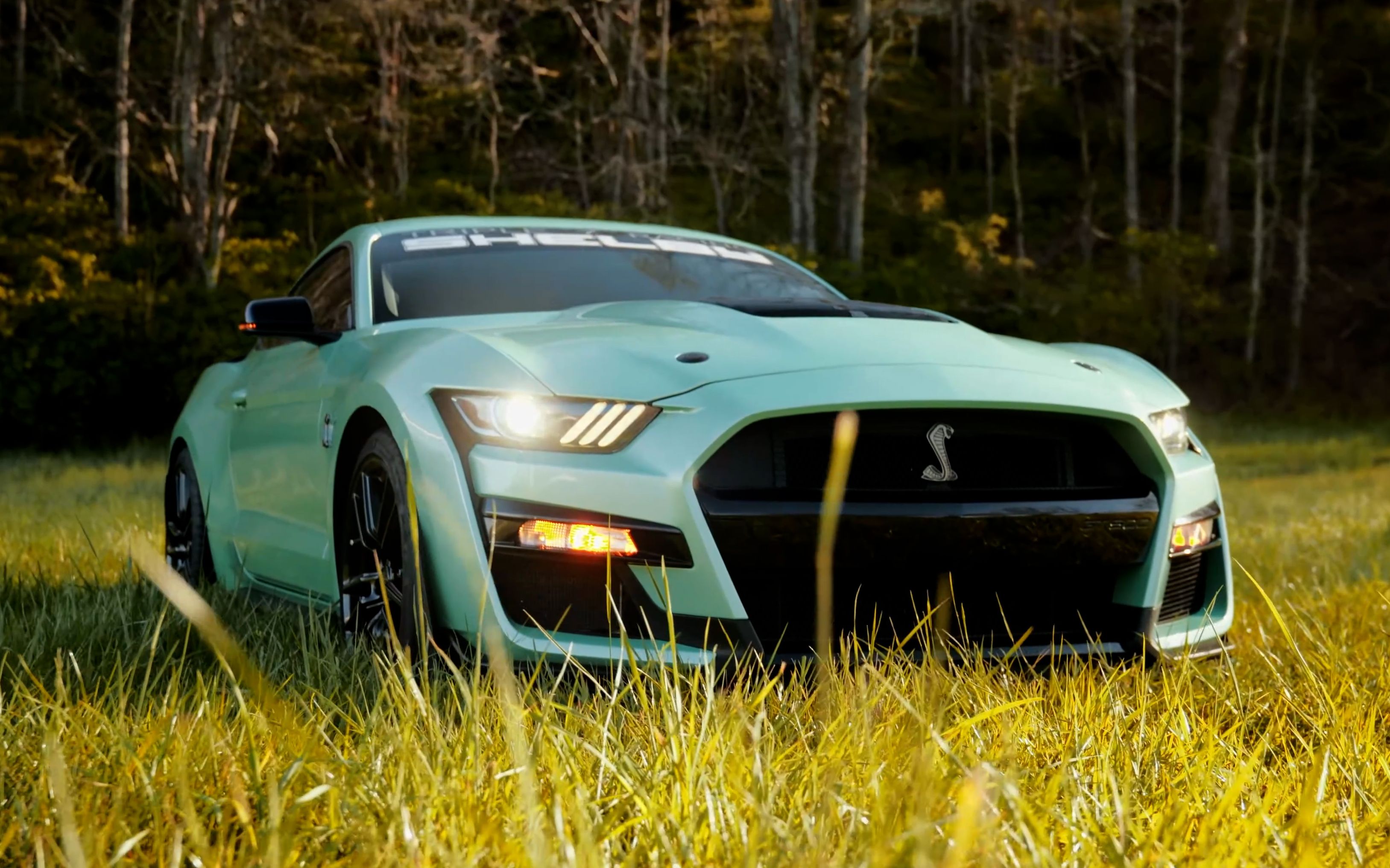 丨ford shelby gt500_哔哩哔哩_bilibili