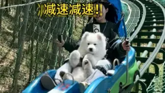 还有谁没去过小狗游乐园！
