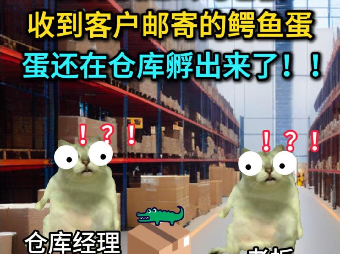 【猫meme】国际快递仓库孵出来一只鳄鱼哔哩哔哩bilibili