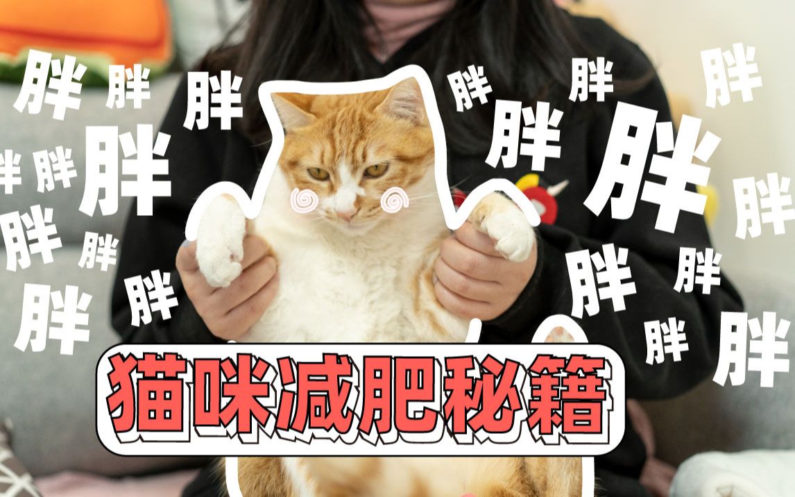 猫咪太胖怎么办?手把手教你猫咪减肥小方法,让你拥有健美小猫咪|养猫小课堂哔哩哔哩bilibili