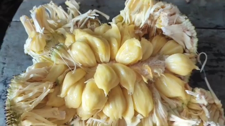 油苞菠萝蜜分享_哔哩哔哩_bilibili