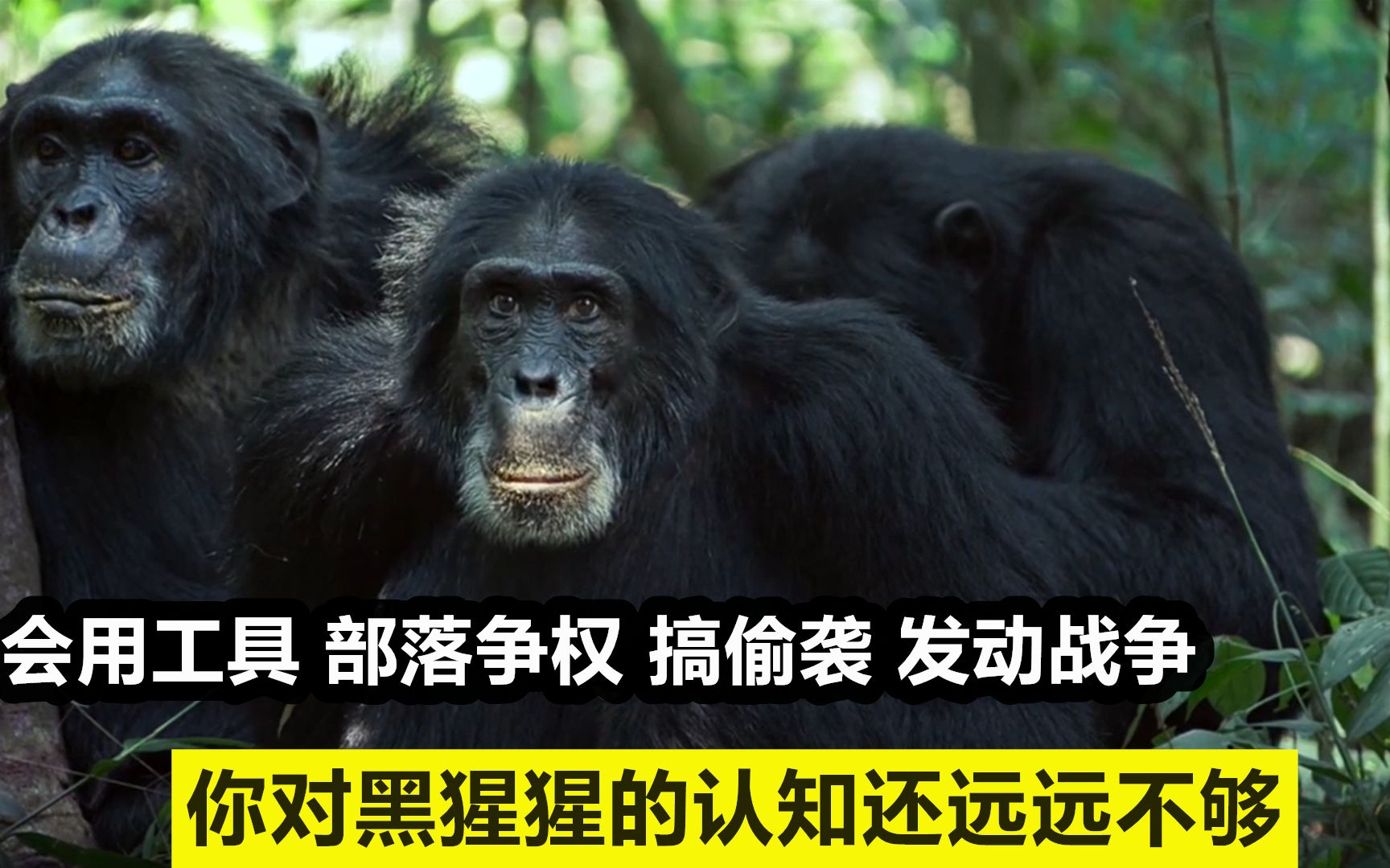 黑猩猩的智商有多高?为争夺领土设埋伏搞偷袭,场面堪比人类世界
