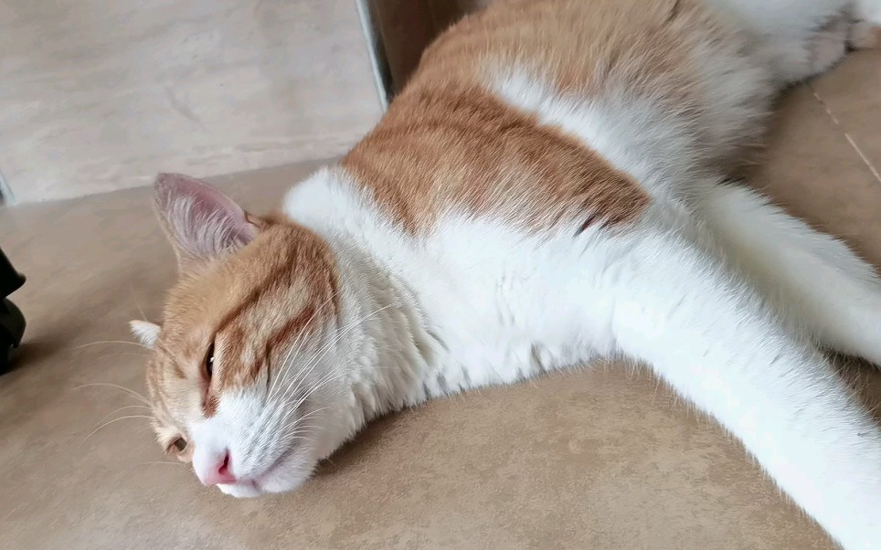 活动  近日 记者在沙漠发现一头正在休息的大野驴