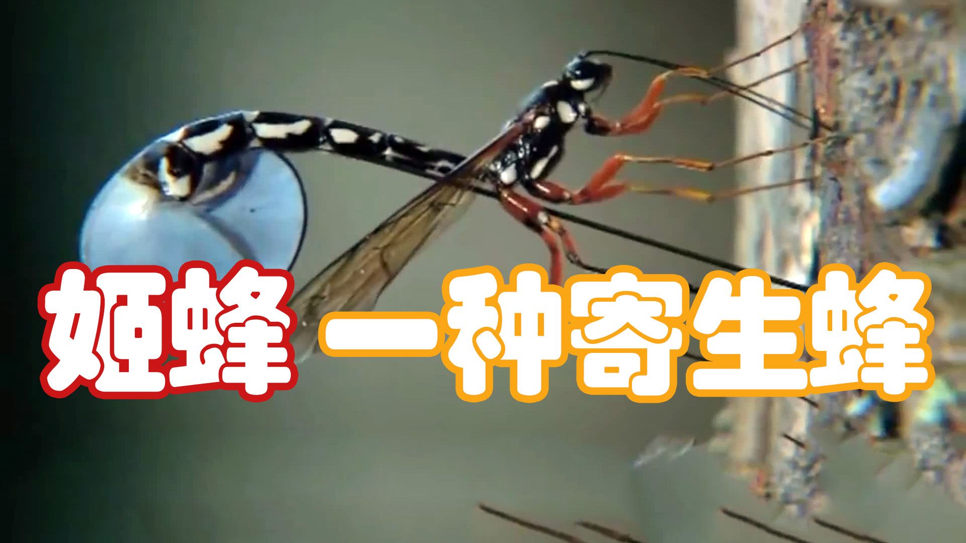 这种蜂的产卵器太长了,它能把卵产到树干里