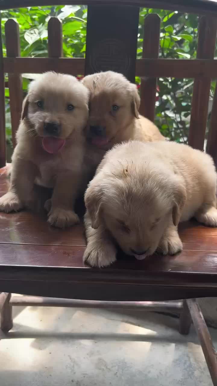 广州天河区番禺区买金毛犬推荐靠谱的犬舍基地,金毛幼犬价格多少哔哩哔哩bilibili