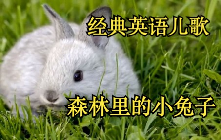 [经典英语儿歌] 森林里的小兔子 Little Bunny Foo Foo Hopping Through the Forest哔哩哔哩bilibili