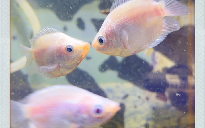 亲嘴鱼,可可爱爱!