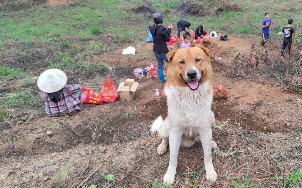 广西老表,三月三当天带灵犬去山上扫墓,每扫一处墓都发现一条青蛇,太