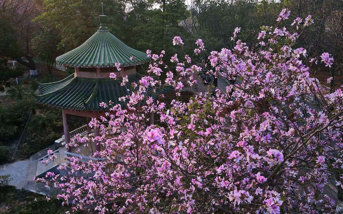 华南农业大学春季花海震撼来袭!