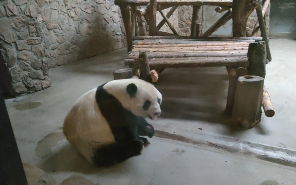 下午换食时间,大熊猫妮可可吃完一个窝头开始走圈标记,孩子身体不舒服,出了门又是被噪音包裹的无处藏身.哔哩哔哩bilibili