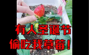 Descargar video: 我草莓被偷吃了！！！！