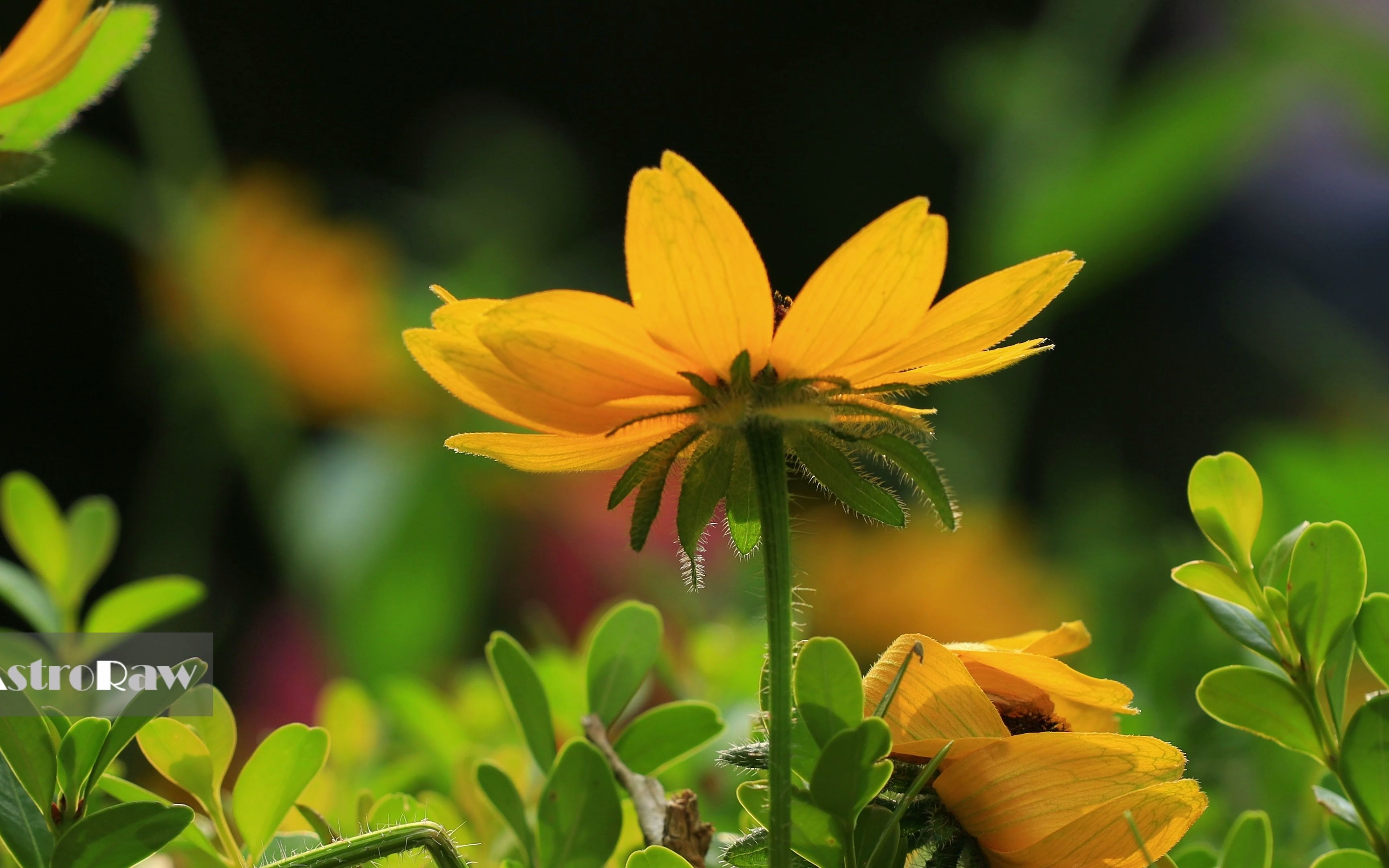 拍出氛围感!让花成花