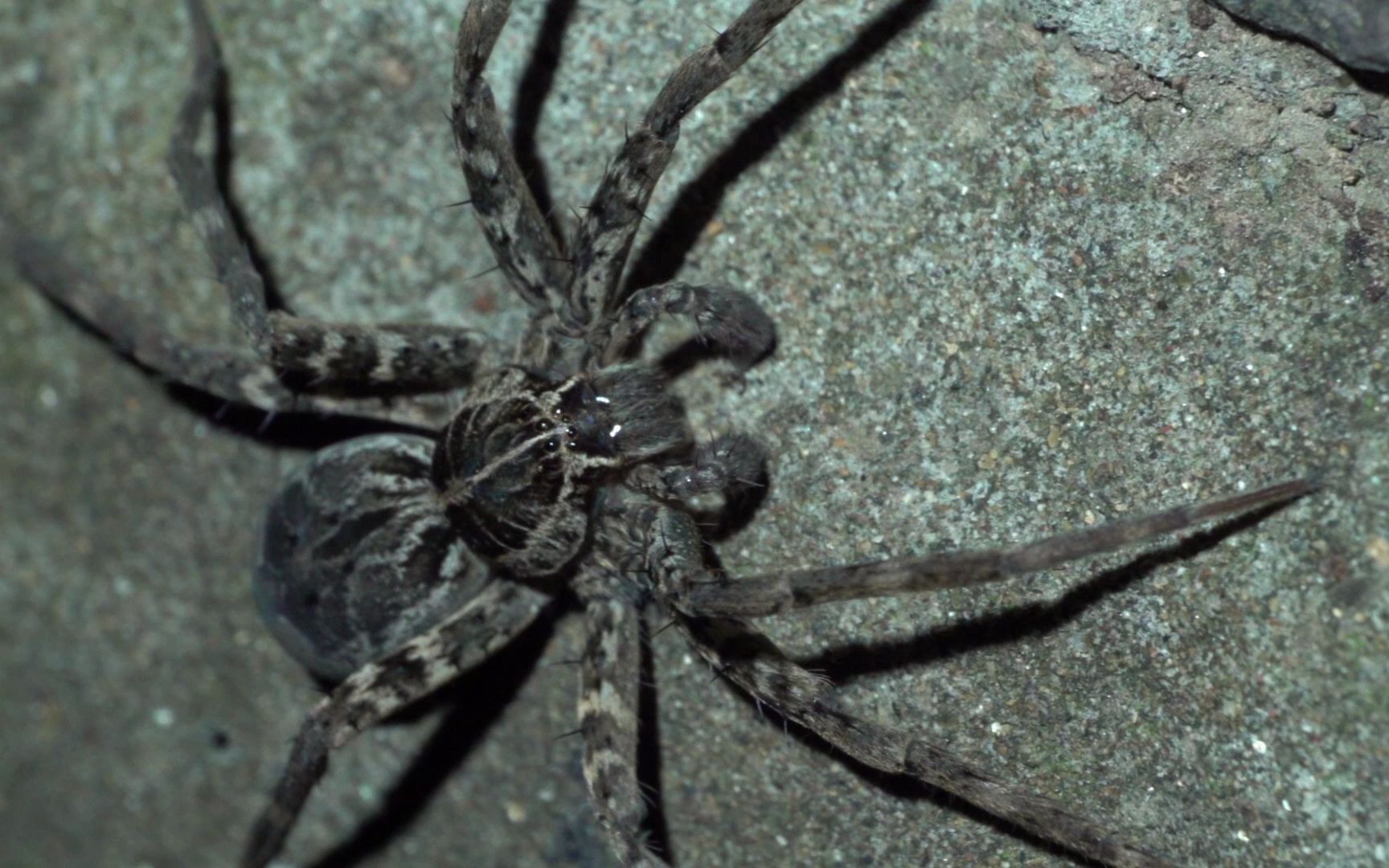 【生物记录/蜘蛛】掠狡蛛