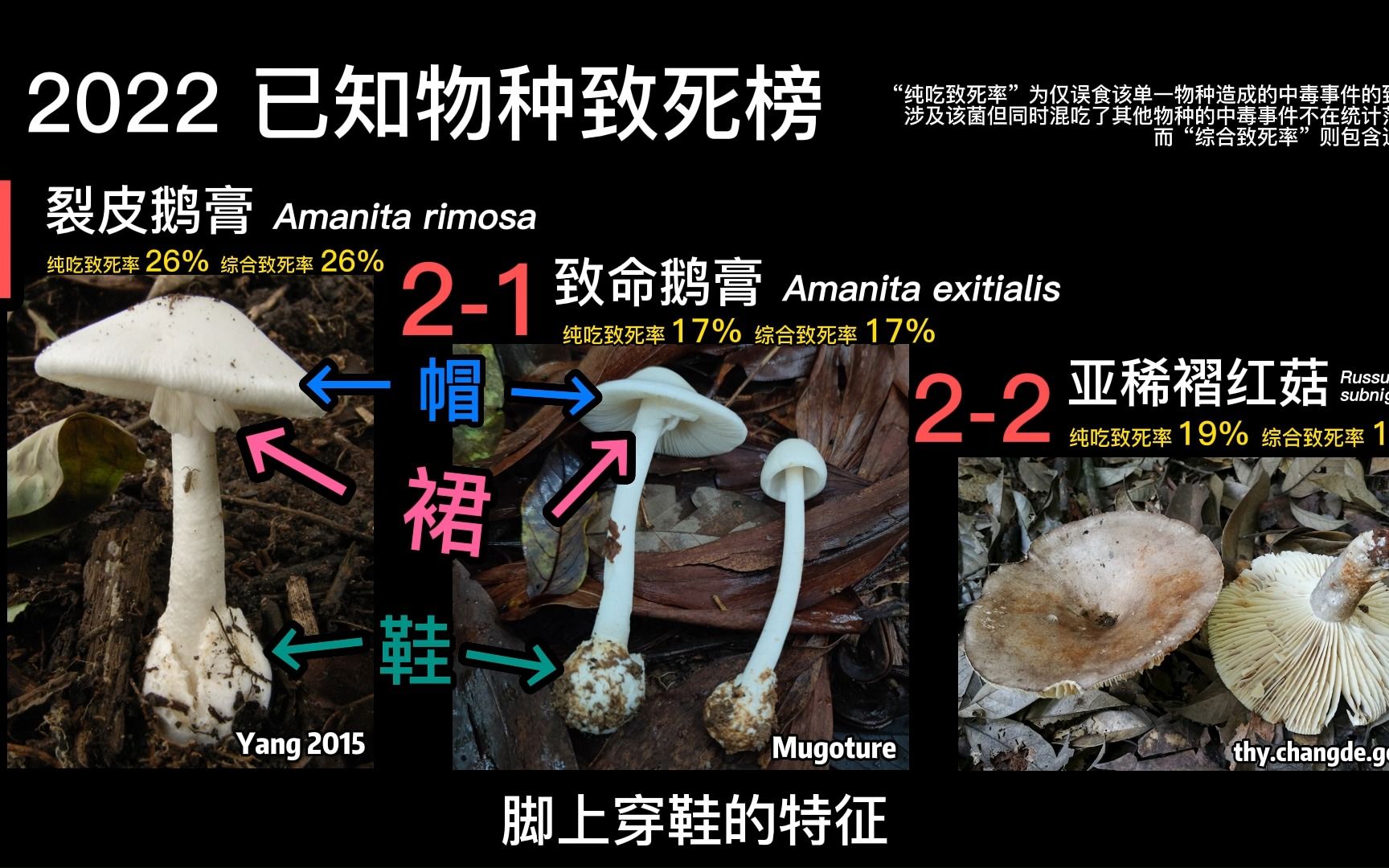 2022年,云南再度成为吃菌中毒人数最多的省份哔哩哔哩bilibili