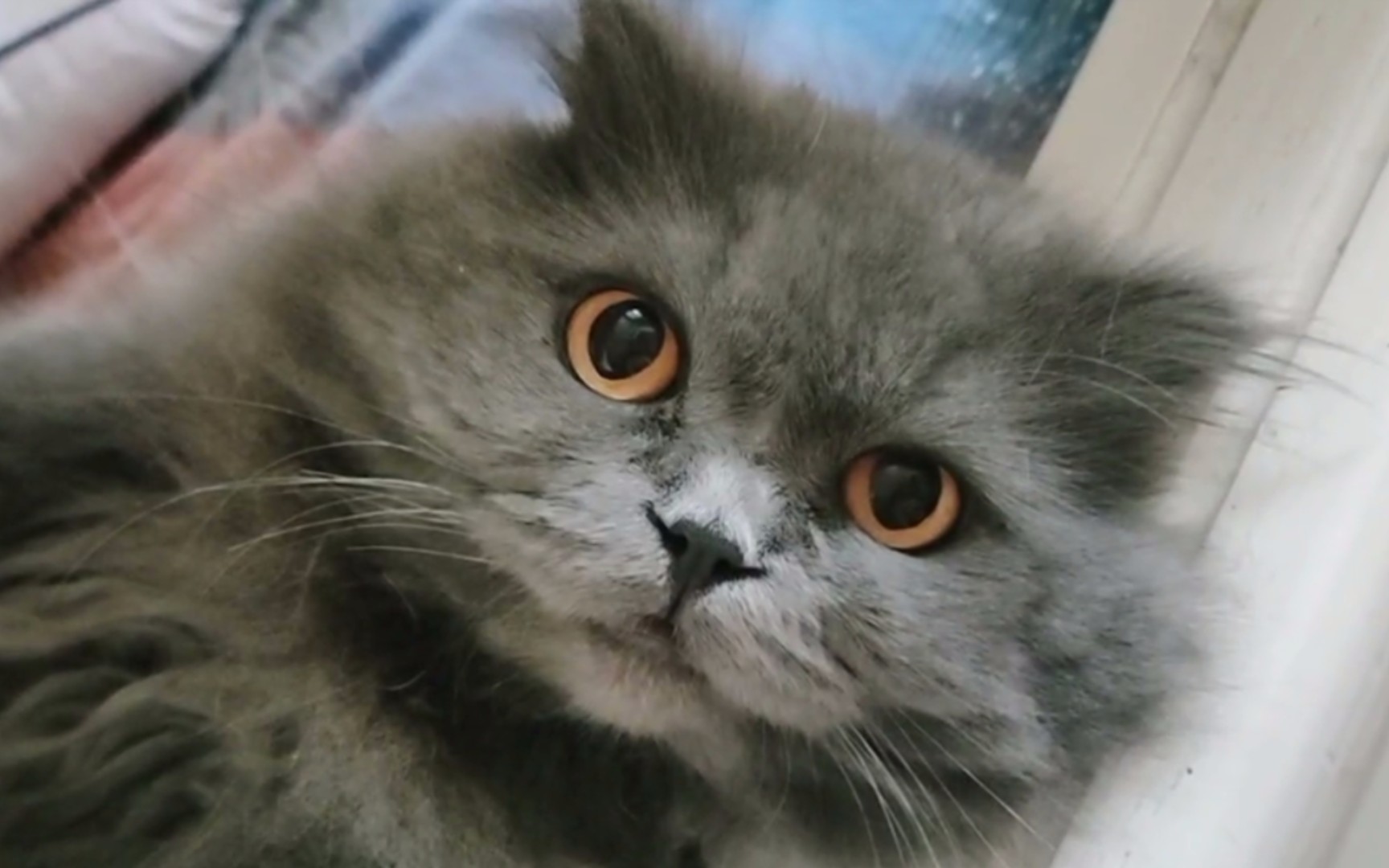 究竟是谁家小猫这么可爱!