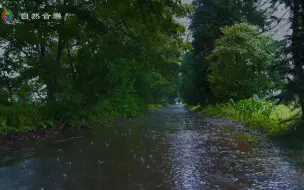 Download Video: ✅令人放松入睡的雨林水坑声10小时丨纯雨声丨小雨和雨滴从树上掉下来丨下雨天雨水打入水坑的声音丨白噪音环境音