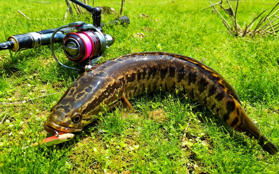 活动作品新手玩家碰到黑鱼窝请问亮水黑鱼怎么玩