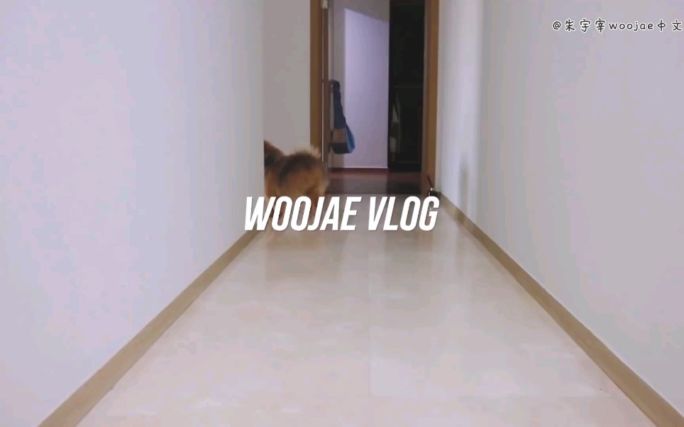 【VLOG中字】[朱宇宰woojae中文个站]今天的朱宇宰朱铲屎官和朱Delaw的零食推拉哔哩哔哩bilibili