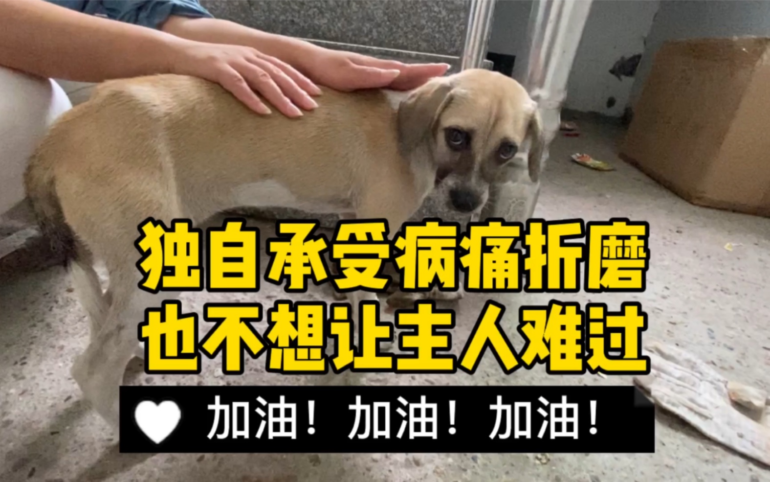 每次难受的时候会独自躲在楼梯口煎熬着!就是不想让他主人看见难受!