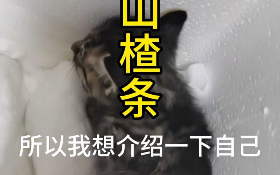 《小猫咪简介》哔哩哔哩bilibili