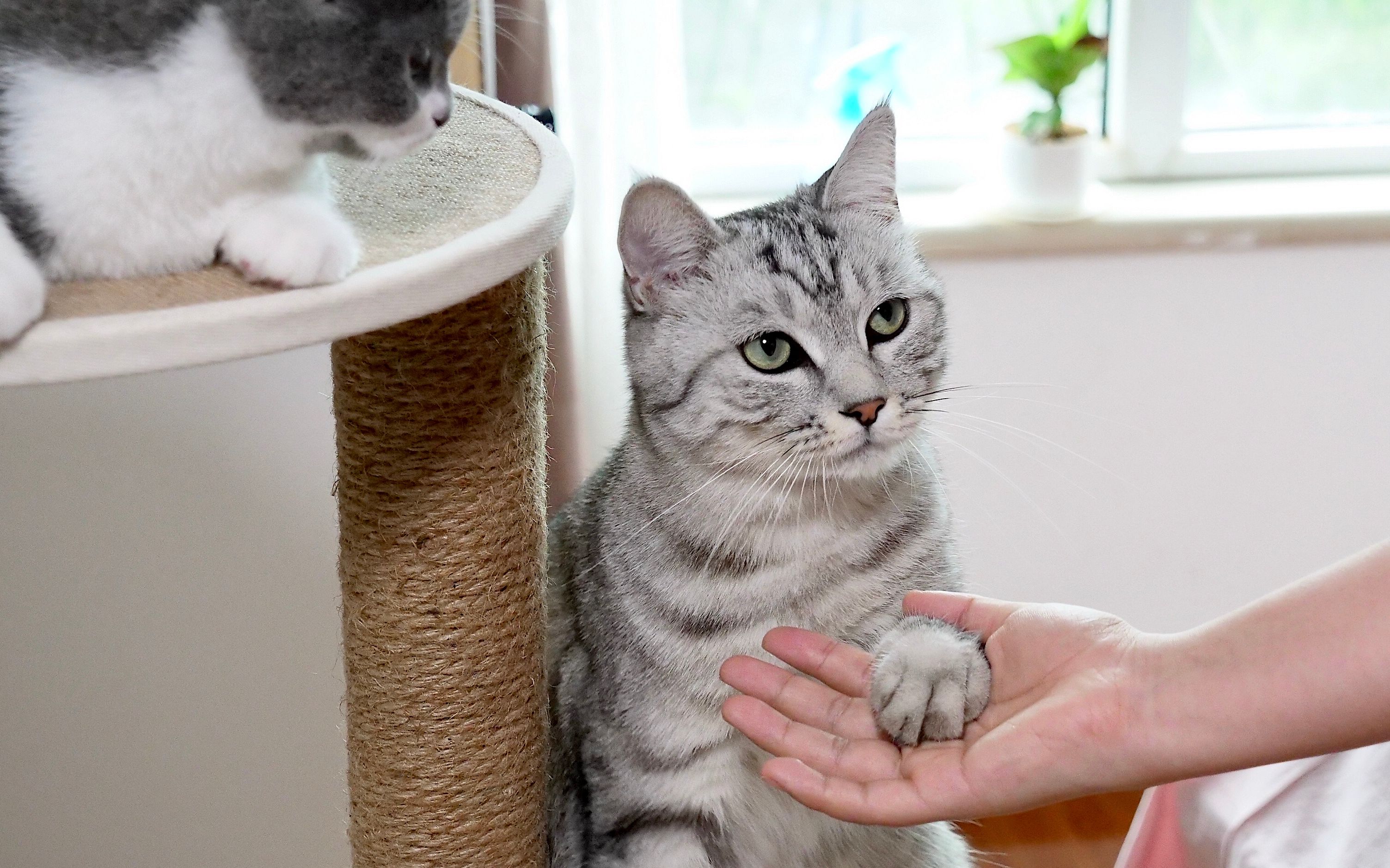 大猫现场教小猫握手,小猫3分钟学会,小猫:讨生活不容易!