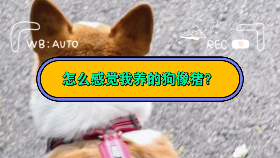 这只狗越来越像猪了!