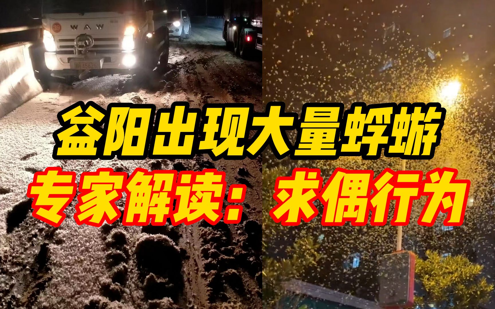 湖南益阳出现大量蜉蝣,密密麻麻酷似飘雪,专家解读:求偶行为,几天就没了哔哩哔哩bilibili