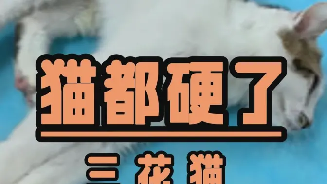 这么硬吗!!