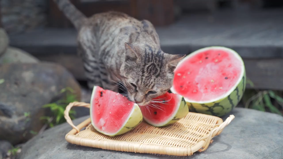 猫咪吃西瓜了!这也太可爱了