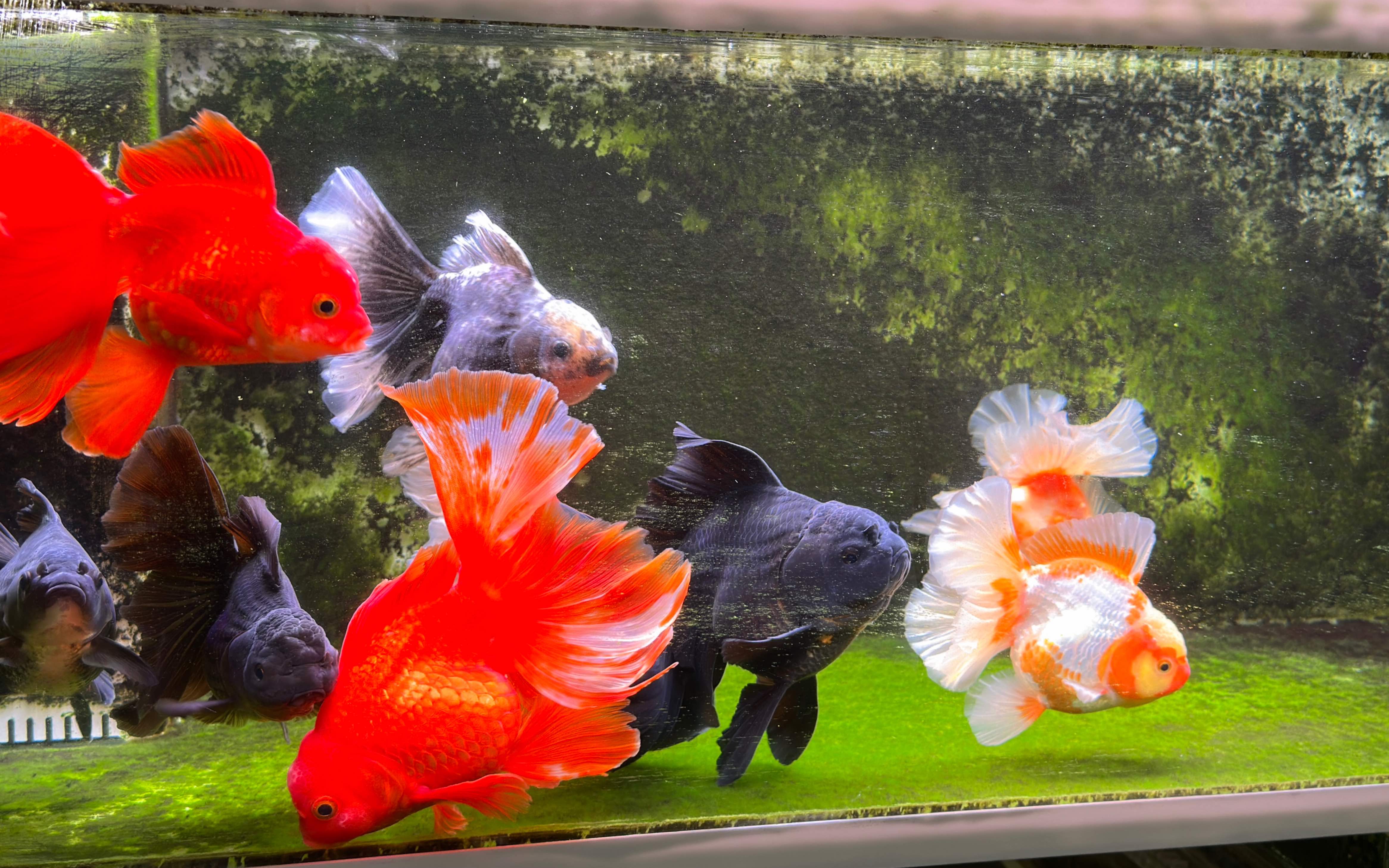 集齐一缸泰狮_哔哩哔哩_bilibili