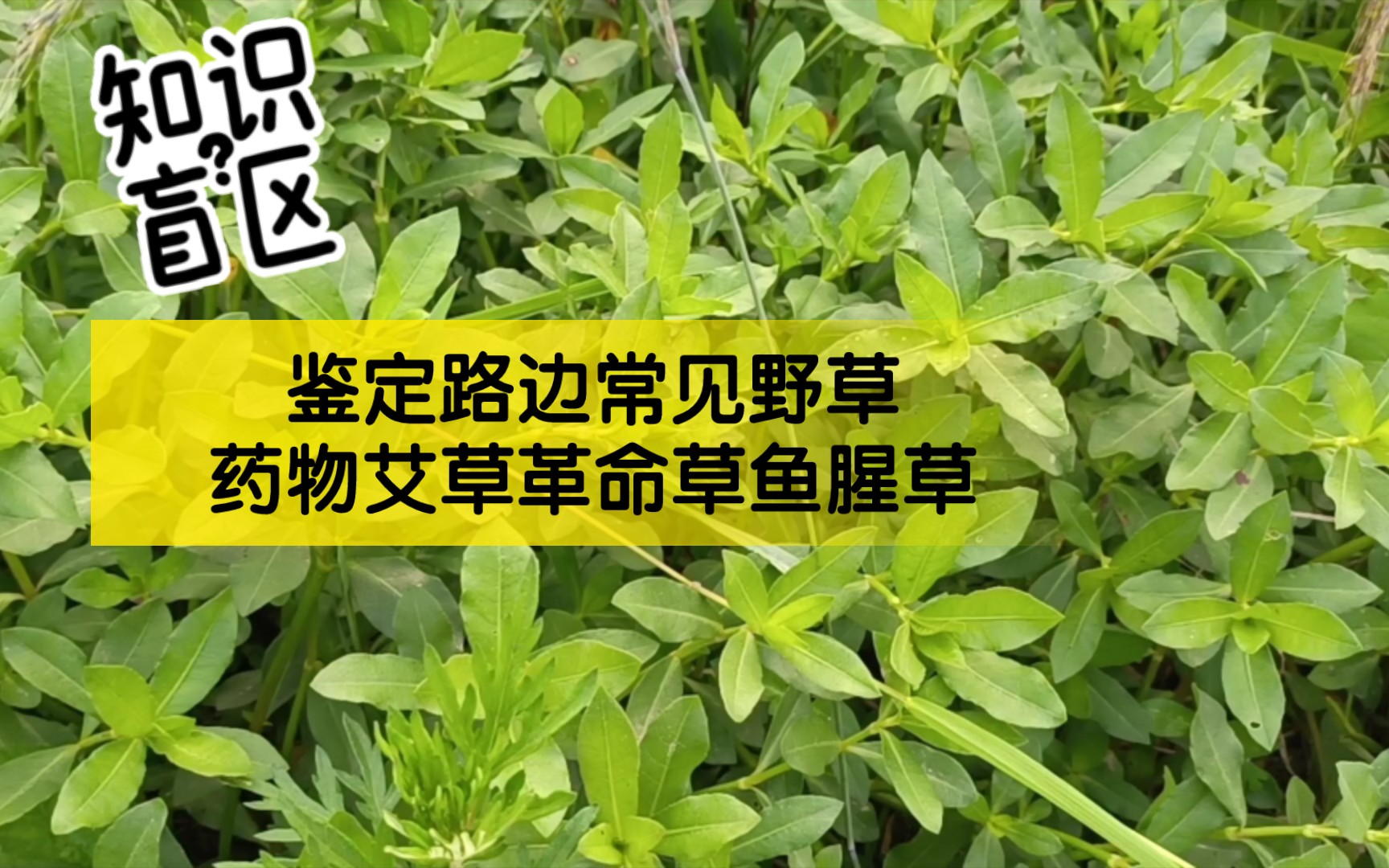 [图]【小满】鉴定路边常见野草药物艾草革命草鱼腥草