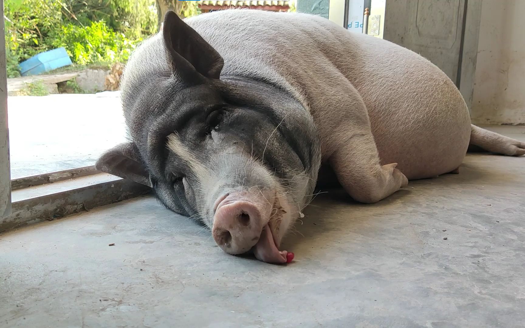 猪是世界十大聪明动物,却因太懒埋没了自己