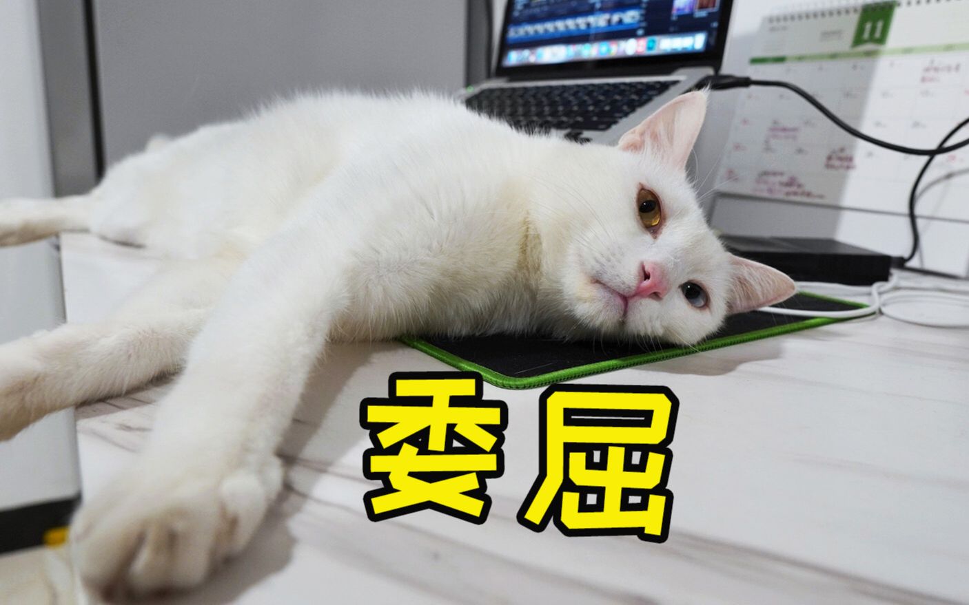 猫咪:是我不够可爱吗,为什么你的眼里只有工作!哔哩哔哩bilibili