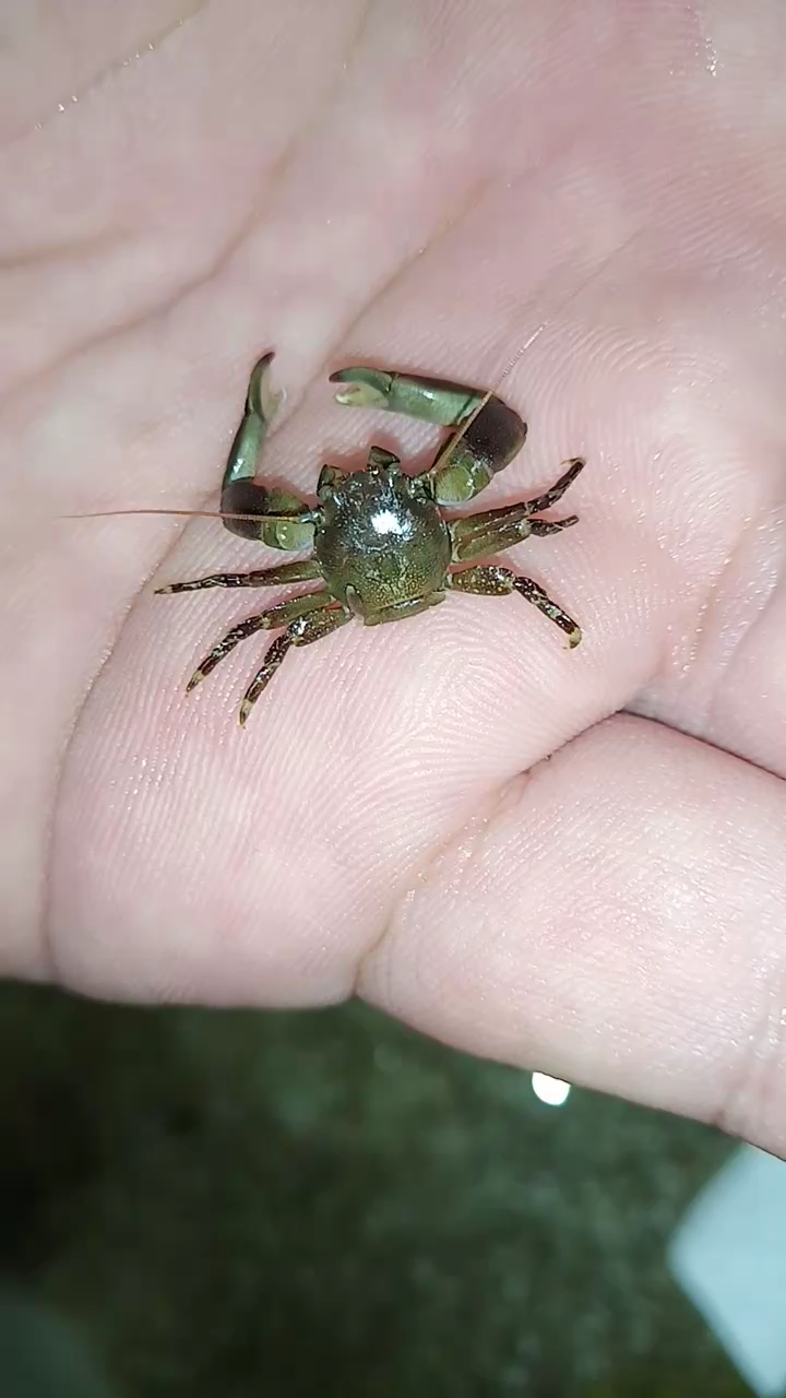 上海大洋山岛野采 日本岩瓷蟹