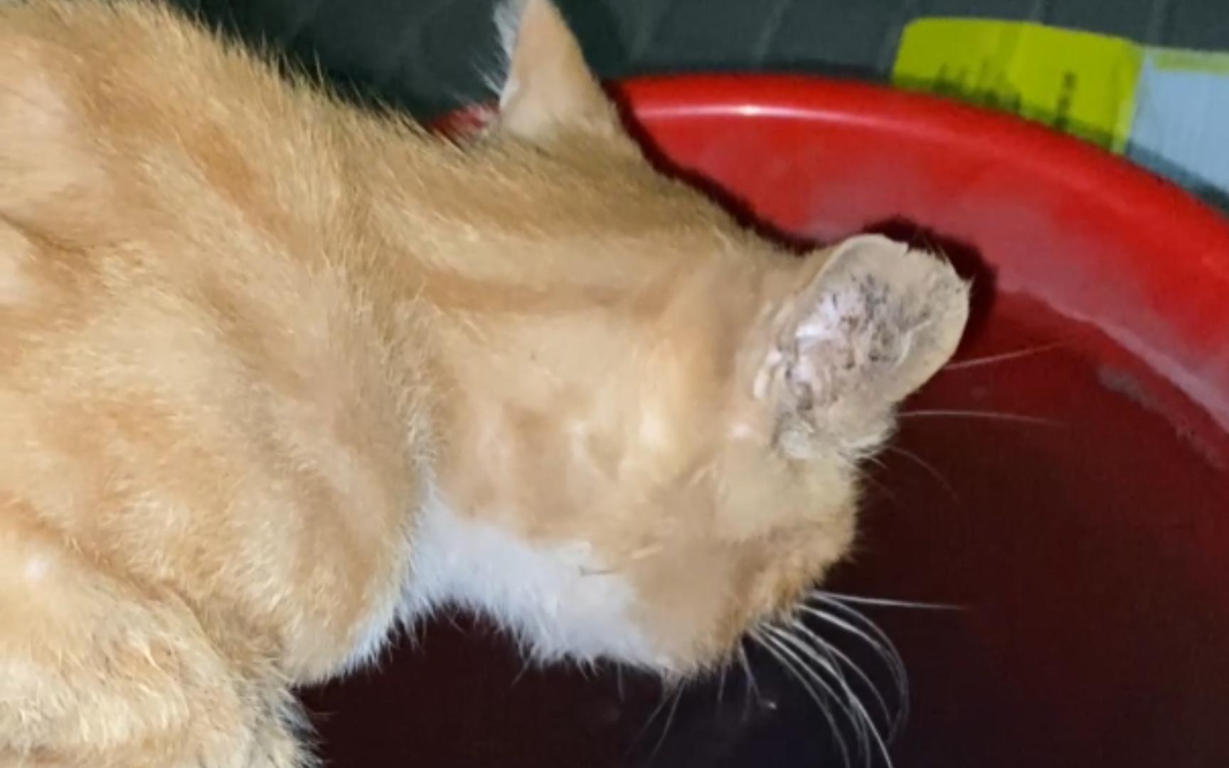 小卖部讨口子的口炎橘猫喝水