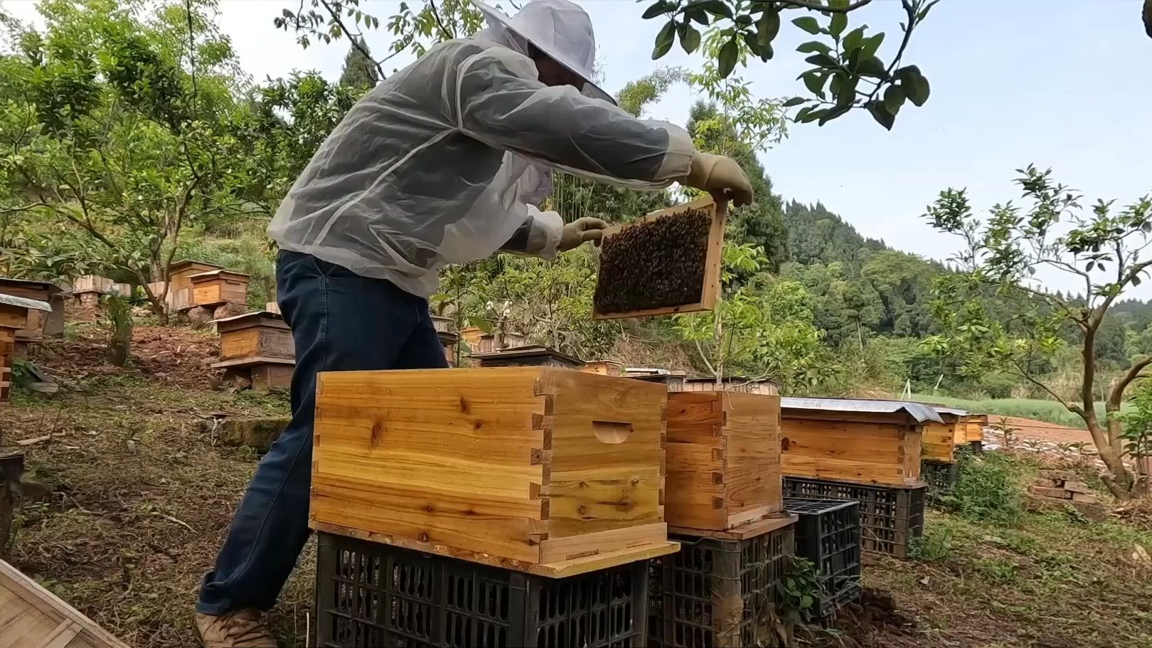 中蜂百度百科(中蜂指的是?) 中蜂百度百科(中蜂指的是?)
