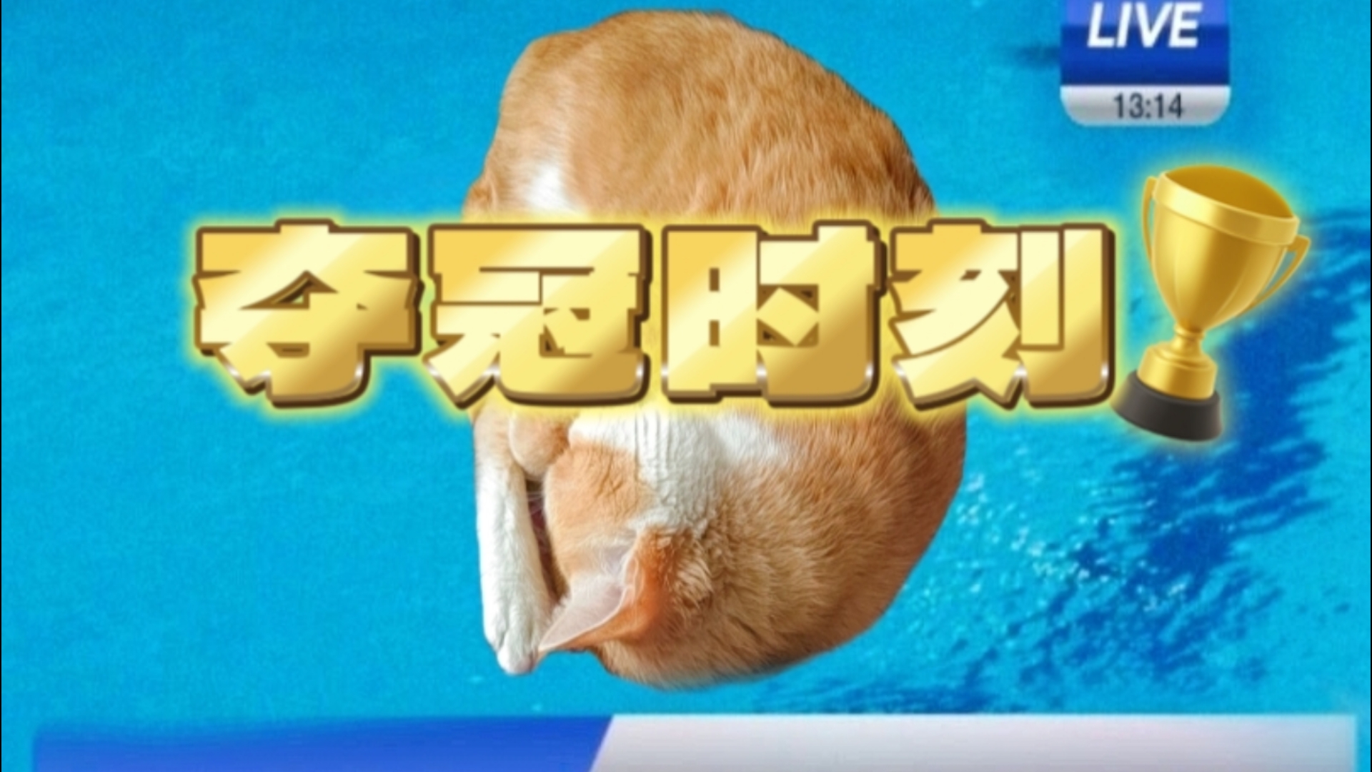 天才跳水小猫的惊人一跳!哔哩哔哩bilibili