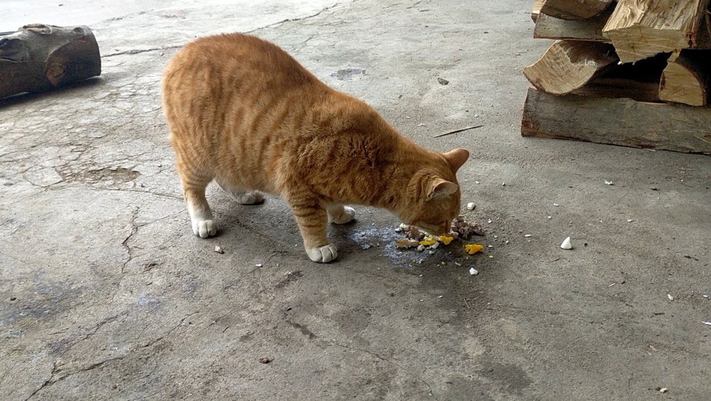小橘猫试吃老坛酸菜牛肉面,小野猫居然爱吃方便面 鸡蛋素面 猪肉唉.