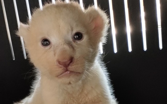 老实可爱的小四子_哔哩哔哩 (゜-゜)つロ 干杯~-bilibili